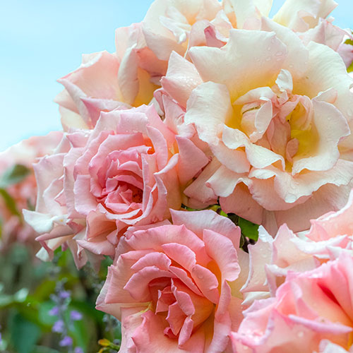 Rose Climbing Compassion Rose Climbing Compassion