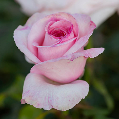 Rose The Queen Elizabeth II Rose The Queen Elizabeth II