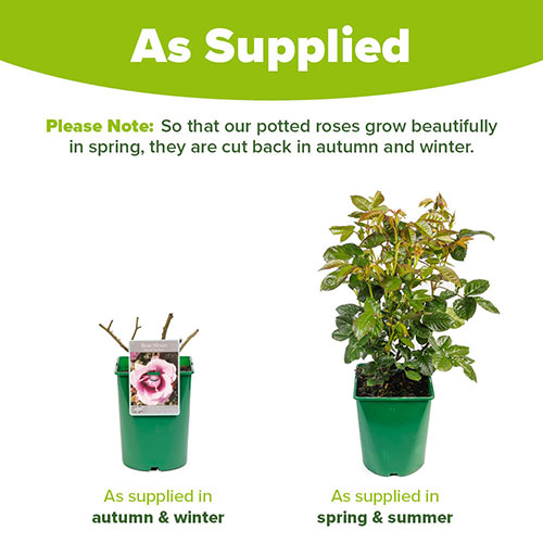 Rose Blue Moon Rose Blue Moon