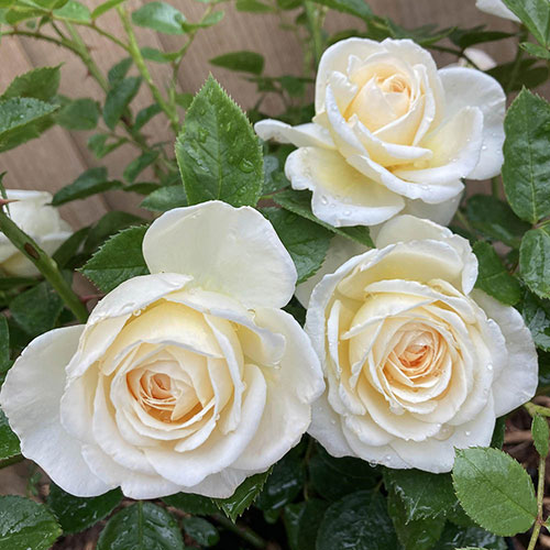 Rose Cream Abundance Rose Cream Abundance