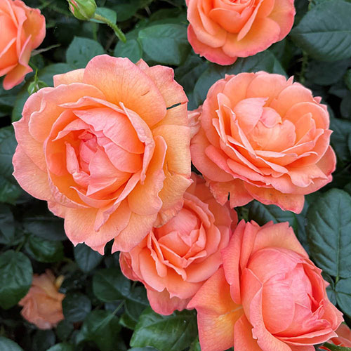Rose Lady Marmalade ® Rose Lady Marmalade ®