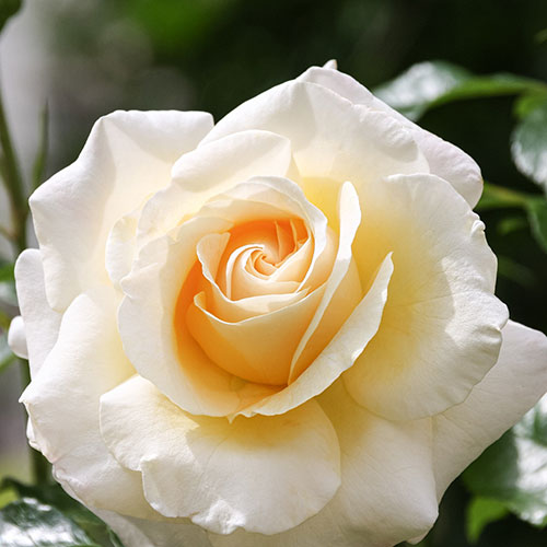 Rose Mary Berry ® Rose Mary Berry ®