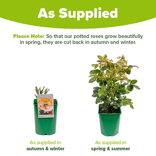 Rose Ginger Syllabub Rose Ginger Syllabub