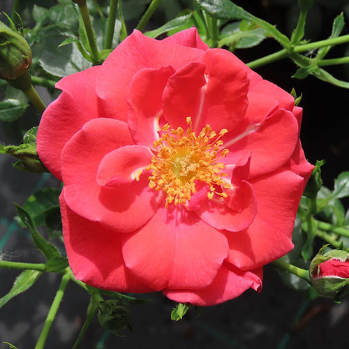 Rose Summer Sweetheart ® Rose Summer Sweetheart ®
