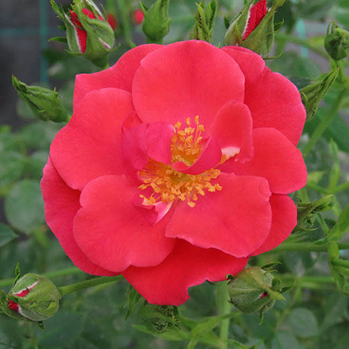 Rose Summer Sweetheart ® Rose Summer Sweetheart ®