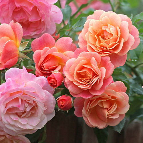 Rose of the Year 2023 Peach Melba Rose of the Year 2023 Peach Melba