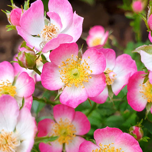 Rose Cutie Pie Rose Cutie Pie