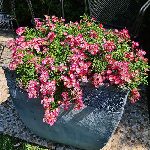 Rose Cutie Pie Rose Cutie Pie