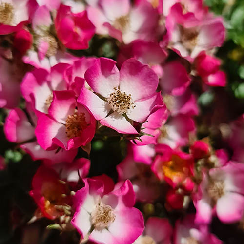 Rose Cutie Pie Rose Cutie Pie