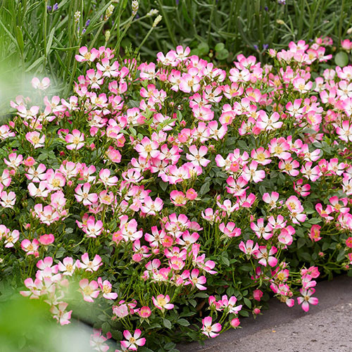 Rose Cutie Pie Rose Cutie Pie