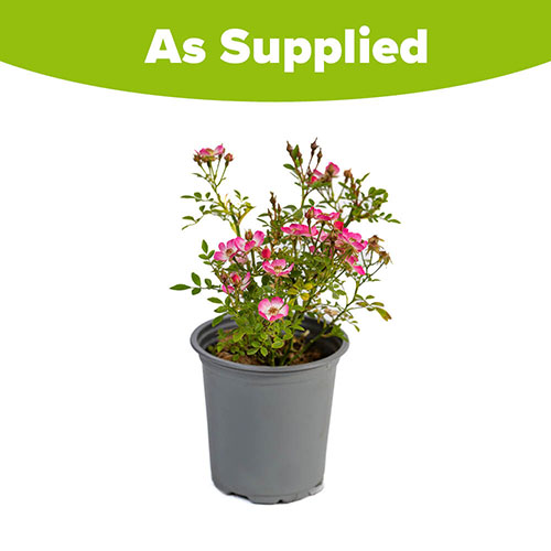 Rose Cutie Pie Rose Cutie Pie