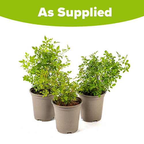 Rose Cutie Pie Rose Cutie Pie