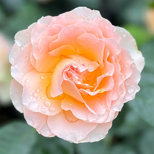 Harkness The Rob Burrow MND Rose Harkness The Rob Burrow MND Rose