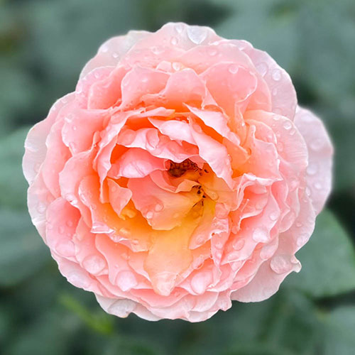 Harkness The Rob Burrow MND Rose Harkness The Rob Burrow MND Rose