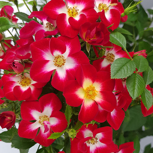 Rose Everglow Ruby Rose Everglow Ruby