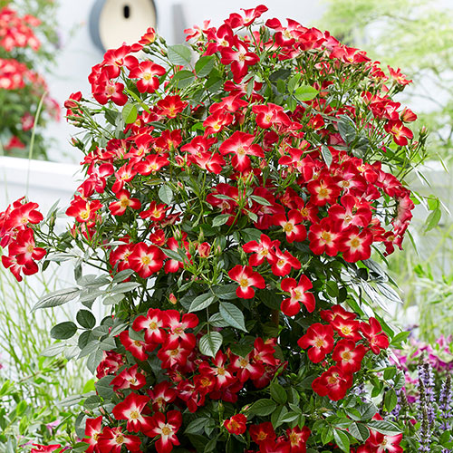 Rose Everglow Ruby Rose Everglow Ruby