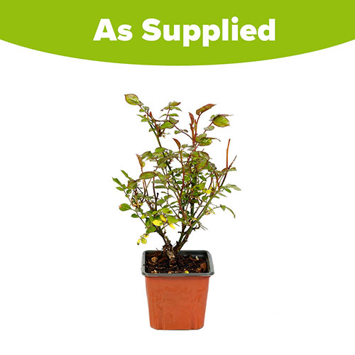 Rose Everglow Ruby Rose Everglow Ruby