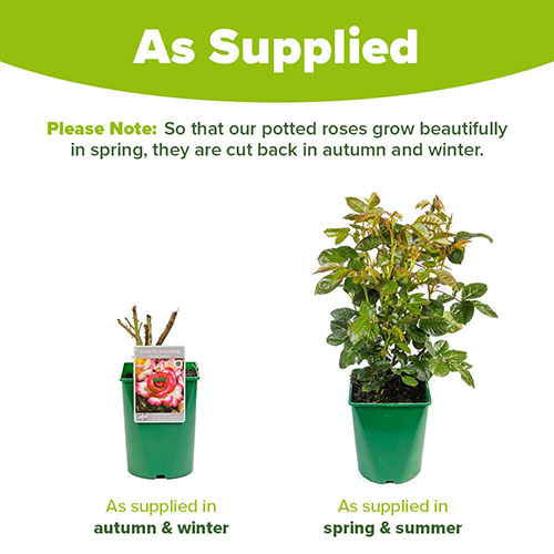 Rose of the Year 2025 Youre My Everything Rose of the Year 2025 Youre My Everything