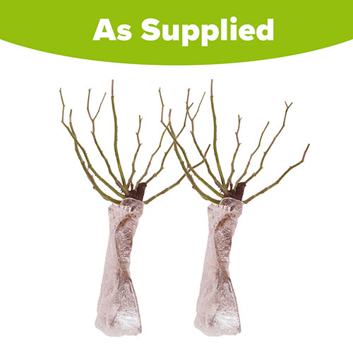 Rose Queen Elizabeth Rose Queen Elizabeth