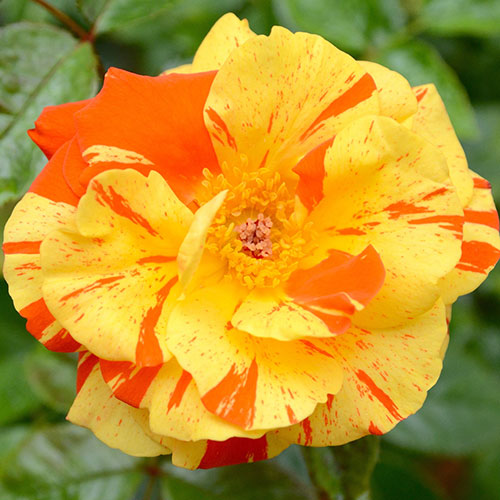 Rose Oranges and Lemons Papagena Rose Oranges and Lemons Papagena