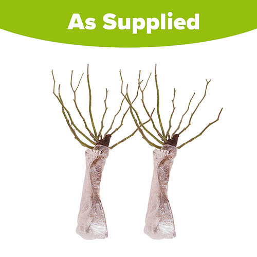 Rose Oranges and Lemons Papagena Rose Oranges and Lemons Papagena