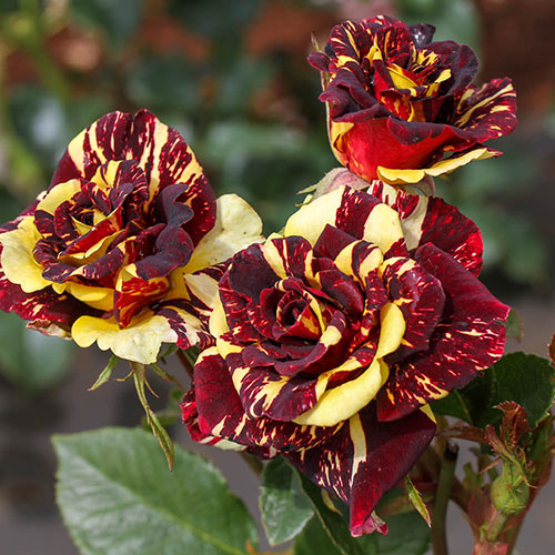 Rose Abracadabra Rose Abracadabra