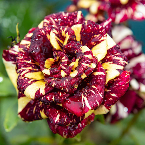 Rose Abracadabra Rose Abracadabra