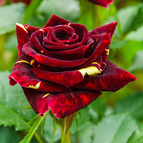 Rose Abracadabra Rose Abracadabra