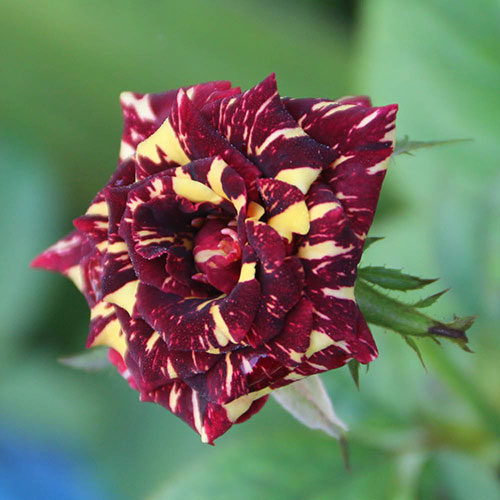 Rose Abracadabra Rose Abracadabra