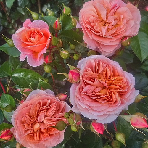 Rose Its a Wonderful Life Rose Its a Wonderful Life