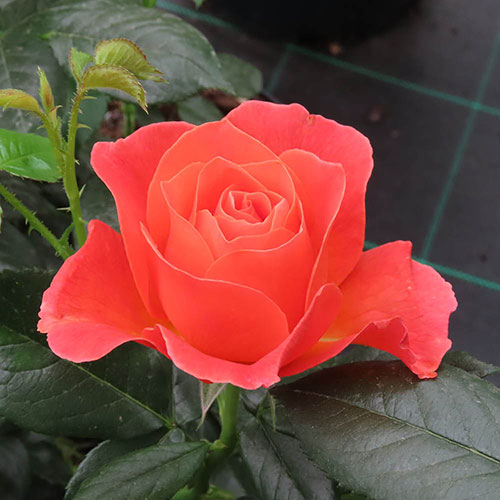 Rose To Absent Friends Rose To Absent Friends