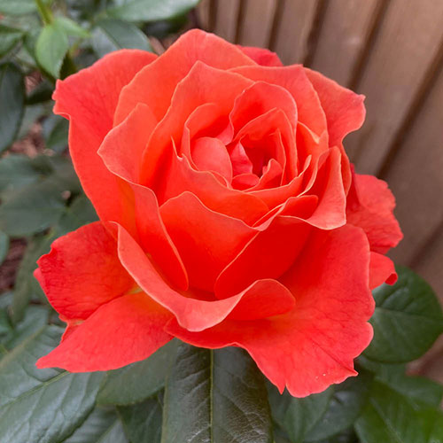 Rose To Absent Friends Rose To Absent Friends