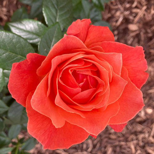 Rose To Absent Friends Rose To Absent Friends