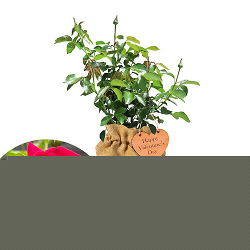 Rose My Valentine Gift Wrapped Rose My Valentine Gift Wrapped