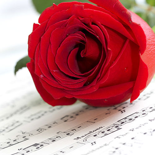 Rose My Valentine Gift Wrapped Rose My Valentine Gift Wrapped