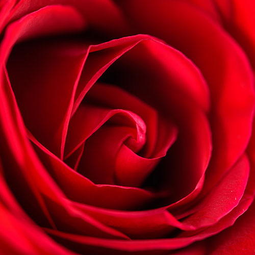 Rose My Valentine Gift Wrapped Rose My Valentine Gift Wrapped