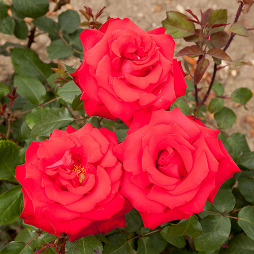 Rose My Valentine Gift Wrapped Rose My Valentine Gift Wrapped