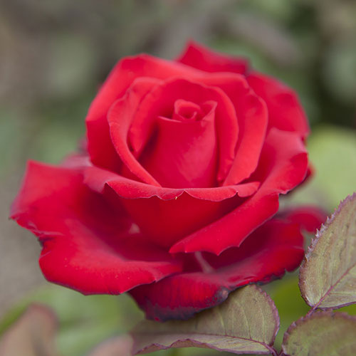 Rose My Valentine Gift Wrapped Rose My Valentine Gift Wrapped