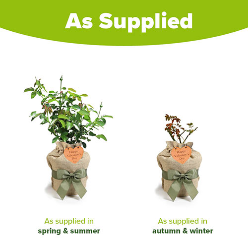 Rose My Valentine Gift Wrapped Rose My Valentine Gift Wrapped