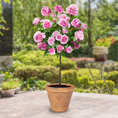 Harkness Standard Graciously Pink