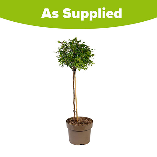 Harkness Standard Graciously Pink Harkness Standard Graciously Pink