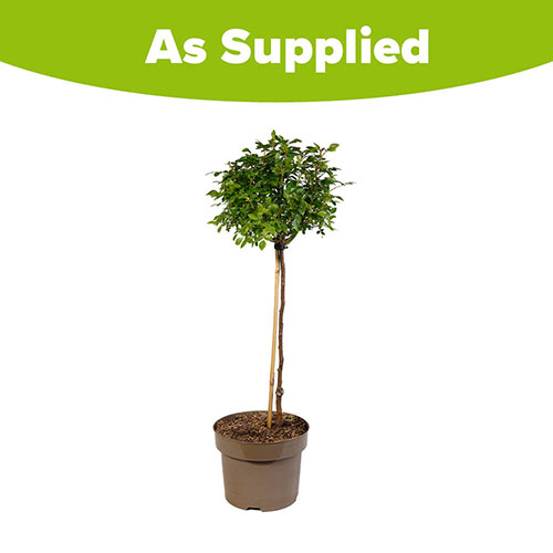 Harkness Standard Snowcap Harkness Standard Snowcap