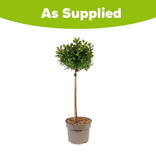 Harkness Standard Raspberry Royale Harkness Standard Raspberry Royale