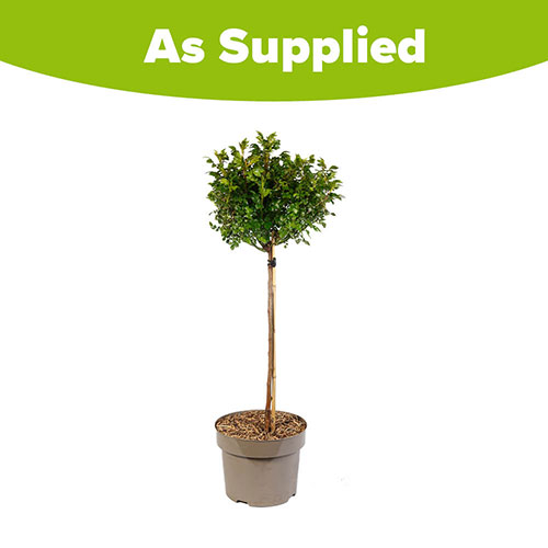 Harkness Standard Red Romance Harkness Standard Red Romance