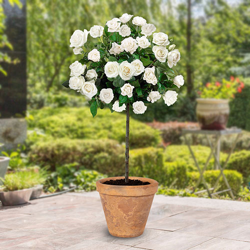 Harkness Standard Snowcap