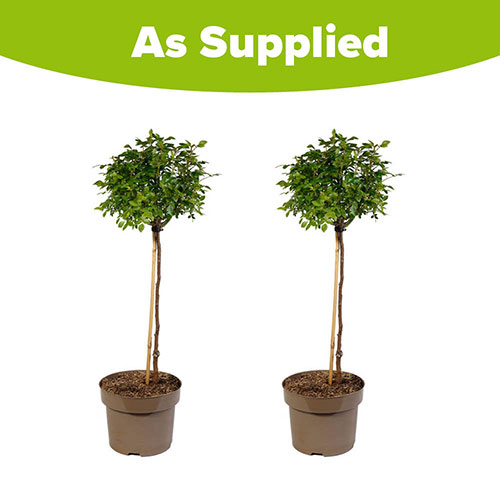 Harkness Standard Snowcap Harkness Standard Snowcap