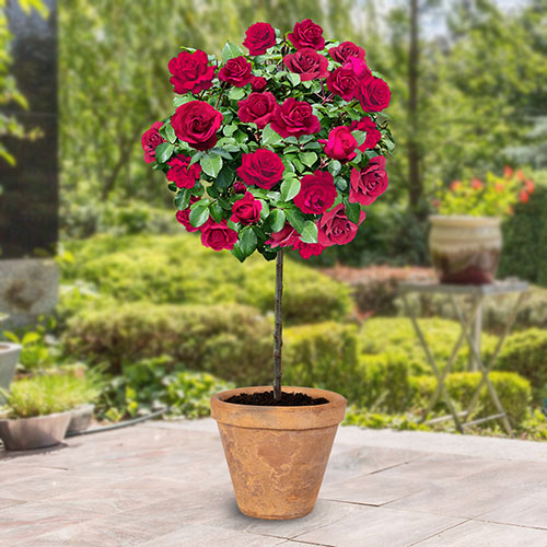 Harkness Standard Raspberry Royale