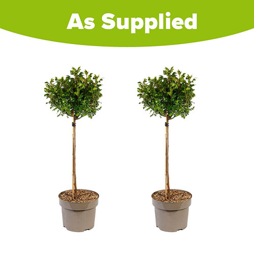 Harkness Standard Raspberry Royale Harkness Standard Raspberry Royale