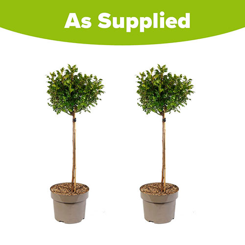 Harkness Standard Red Romance Harkness Standard Red Romance