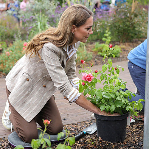 Catherines Rose® Catherines Rose®
